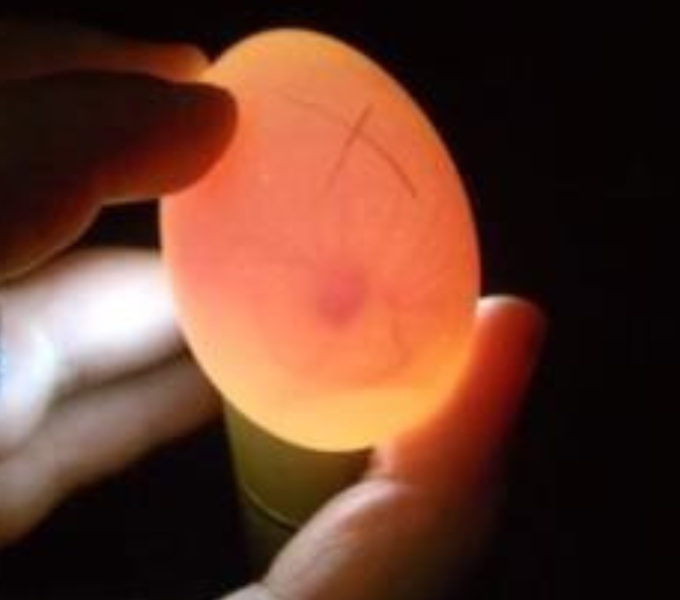 candled egg